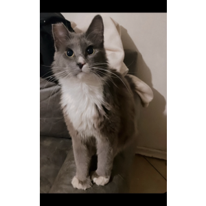 Lost Cat Nala