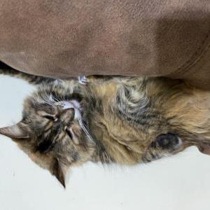 Lost Cat Whiskers