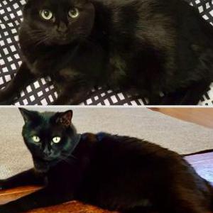 Lost Cat Odin