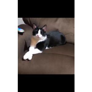 Lost Cat Maggie