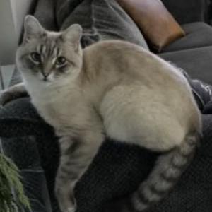 Lost Cat Kevin