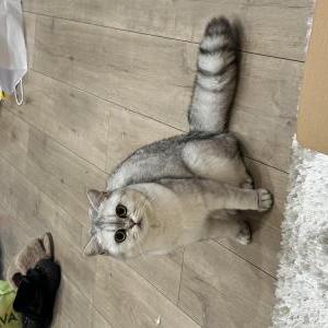 Lost Cat Lusy