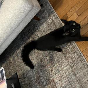 Lost Cat Junie