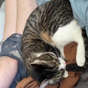 Lost Cat PJ