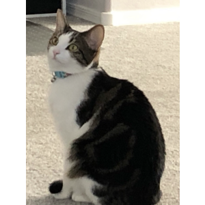 Lost Cat Lucy