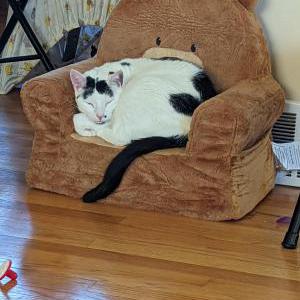Lost Cat Pumpkin