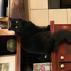 Lost Cat Boo