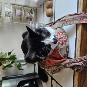 Lost Cat Beemo