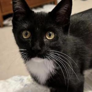 Lost Cat Honey