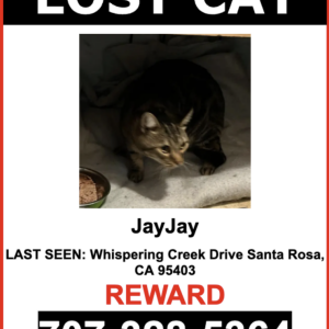 Lost Cat JayJay