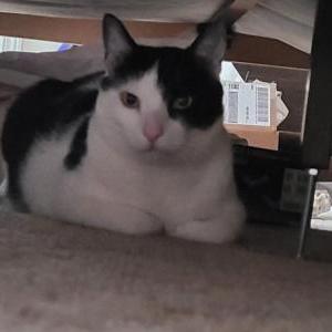 Lost Cat Venom
