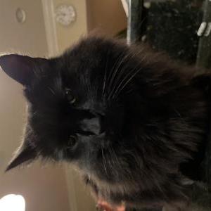Lost Cat Mr.