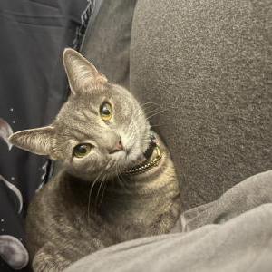 Lost Cat Ash