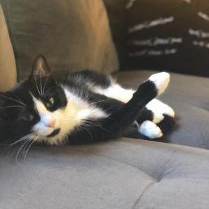 Lost Cat Myrtle