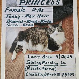 Lost Cat Princess