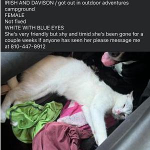 Lost Cat Molly