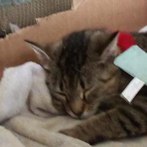 Image of Mazel, Lost Cat