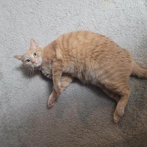 Lost Cat Bolvar