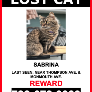 Lost Cat SABRINA
