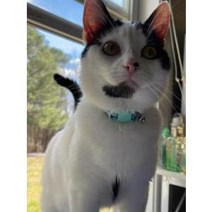 Lost Cat Halo