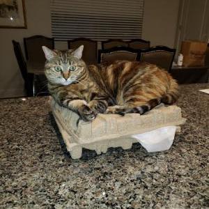 Lost Cat Rain