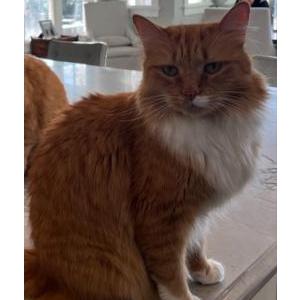 Lost Cat Simon