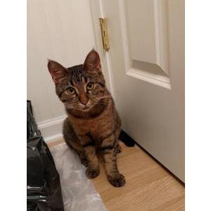 Found Cat Name Unknown