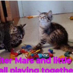 Lost Cat Mars