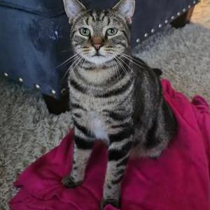 Lost Cat Kenny