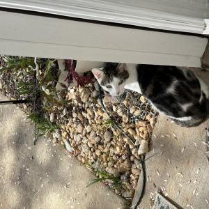 Lost Cat Gracie