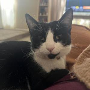 Lost Cat Archie