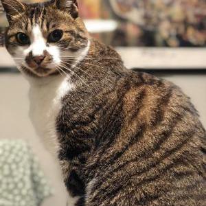 Lost Cat Kal