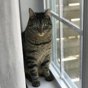 Lost Cat Rufus