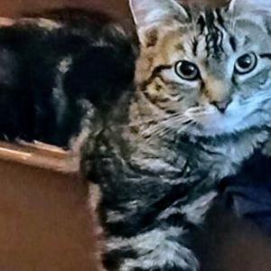Lost Cat DAN