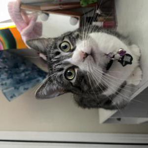 Lost Cat Jesse