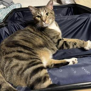 Lost Cat Icarus