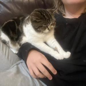 Lost Cat Roxy Bob
