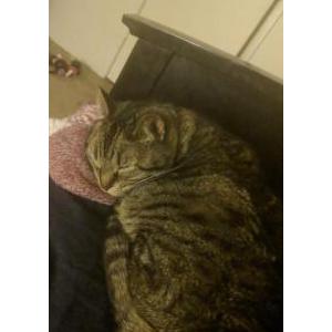 Lost Cat Teddy