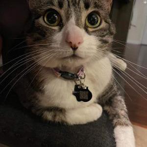 Lost Cat Jessie