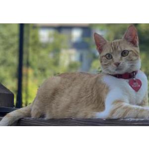 Lost Cat Maple