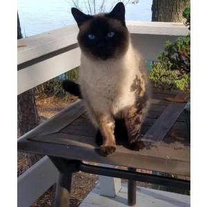 Lost Cat Miso
