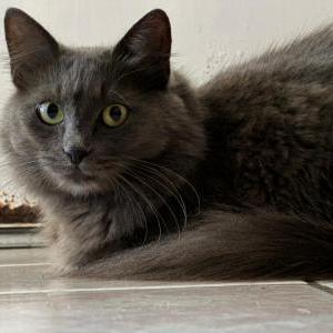 Lost Cat Gigi