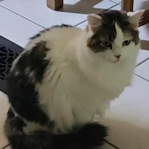 Lost Cat Freja