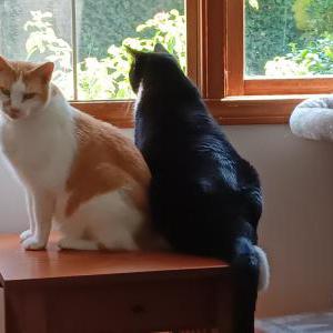 Lost Cat Grace