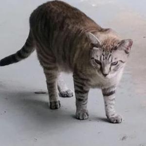 Lost Cat Smidge