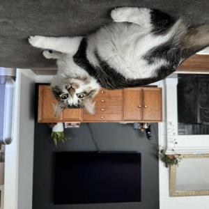 Lost Cat Aqua
