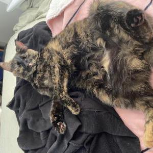 Lost Cat Natasha