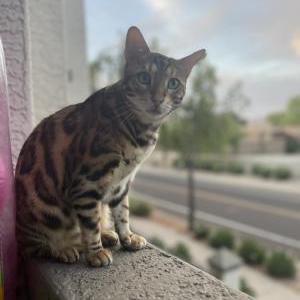 Lost Cat Konan