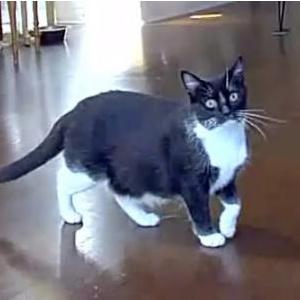 Lost Cat Mouse / KeKe