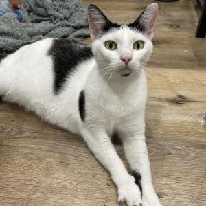 Found Cat Unknown